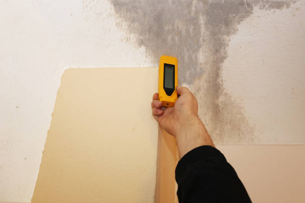 Best Crawl Space Mold Remediation  in Brandon, FL