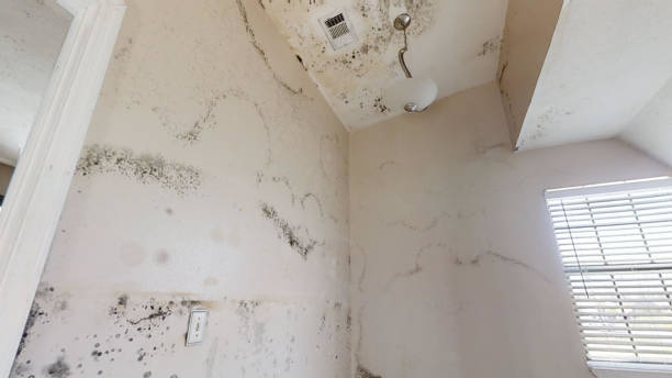 Reliable Brandon, FL Mold Removal Solutions