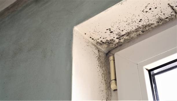 Best Comprehensive Air Testing for Mold Contaminants  in Brandon, FL