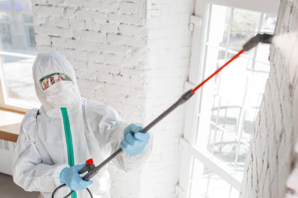 Best Mold-Related Health Consultation  in Brandon, FL
