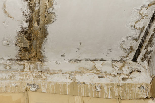 Best Post-Remediation Verification Testing  in Brandon, FL