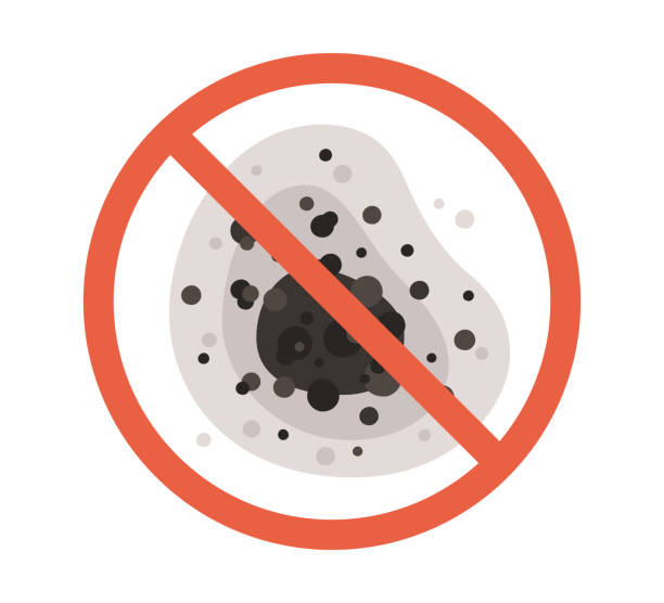 Best Black Mold Removal  in Brandon, FL