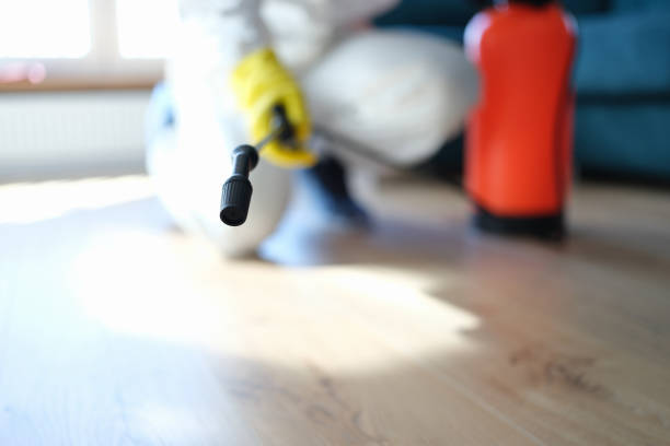 Best Mold Odor Removal Services  in Brandon, FL