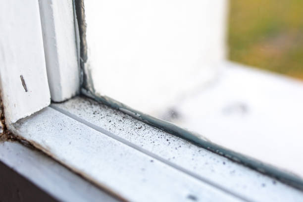 Best Mold Documentation for Insurance Claims  in Brandon, FL