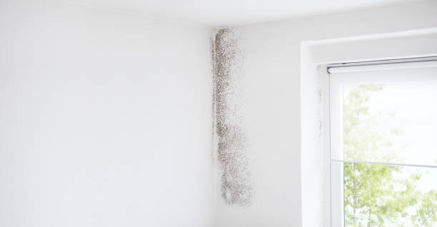 Asbestos and Lead Testing During Mold Inspection in Brandon, FL