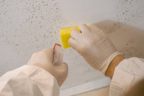 Best Biohazard Mold Removal  in Brandon, FL