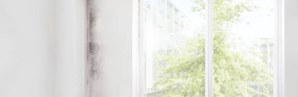 Best Indoor Air Quality Assessment  in Brandon, FL
