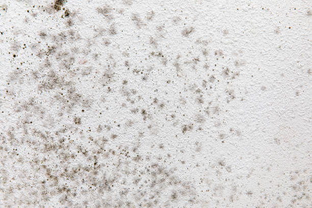 Best Asbestos and Lead Testing During Mold Inspection  in Brandon, FL