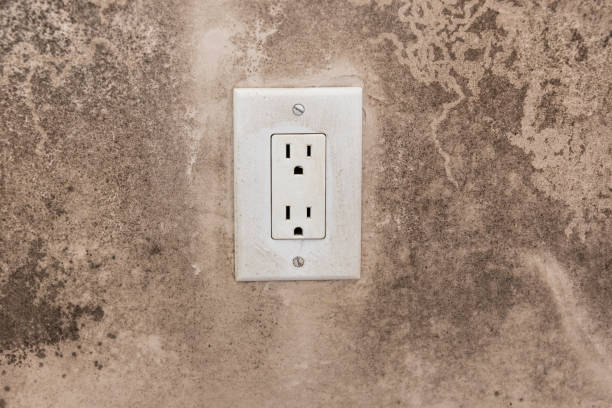 Best Dehumidification Services  in Brandon, FL