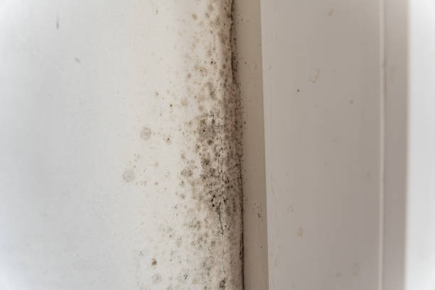Best Forensic Mold Investigation  in Brandon, FL