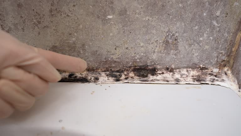 Best Residential Mold Inspection & Testing  in Brandon, FL